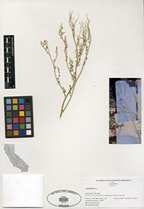 Herbarium Sheet of 